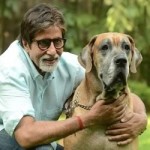 Piranha Dane Dog and Amitabh Bachchan's Pet Dog Shanouk