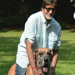 Picture of Amitabh playing with Piranha Dane Shanouk at Pratiksha